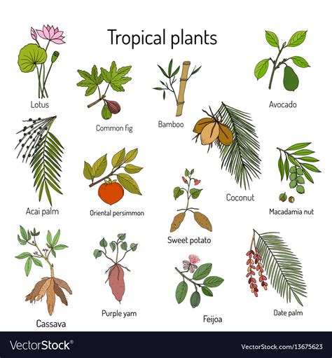 Tropical Plants Names