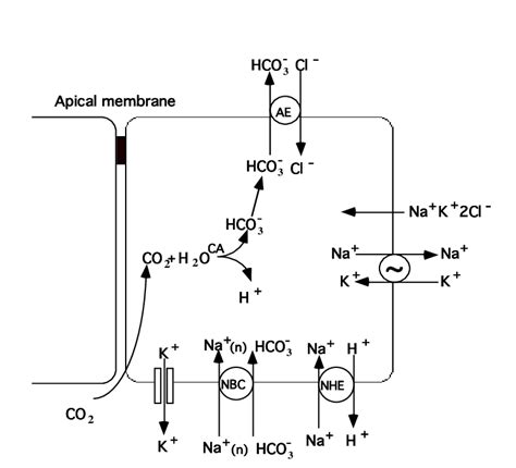 Schematic Drawing Of The Ion Transporters In The Gastric Surface