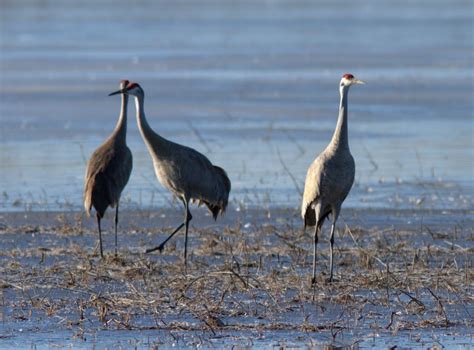 'Burg Birder: Some Long Point Birding