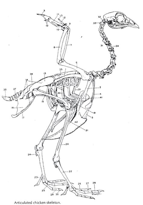 Bird Skeletal System Diagram | Quizlet