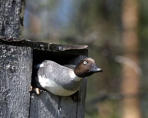 Vesilintujen ja karhun metsästyskausi alkaa tänään poronhoitoalueen