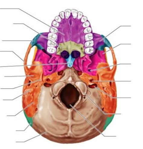 Inferior View Of The Skull Diagram Quizlet