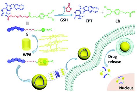 Polymers Free Full Text Supramolecular Combination Cancer Therapy