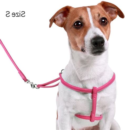 Collardirect Rolled Leather Dog Harness Small Puppy Step