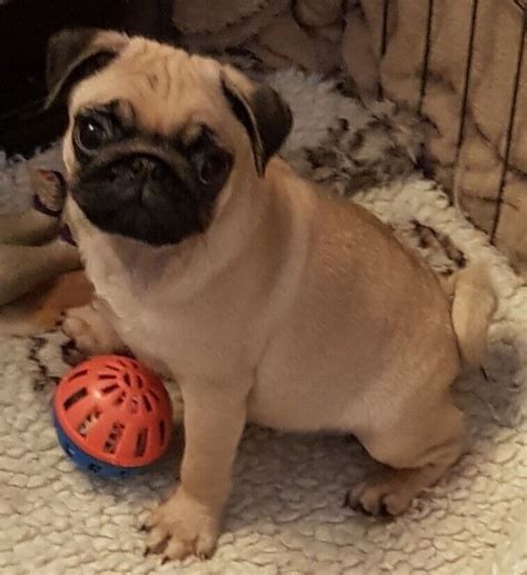 Fawn female pug puppy kc reg | in Selston, Nottinghamshire | Gumtree