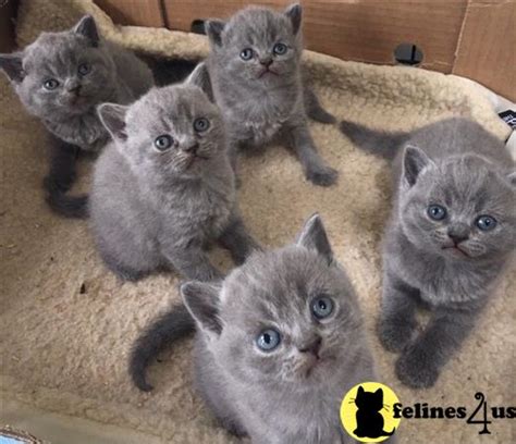 British Shorthair Kitten for Sale: British Shorthair Kitten Ready Now 10 Weeks old