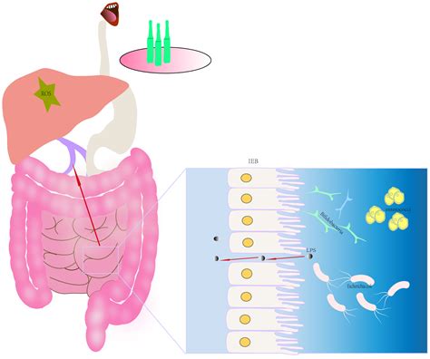 Frontiers Clinical Efficacy Of Probiotics In The Treatment Of