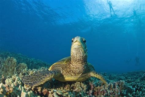 Maui Hawaii Usa Green Sea Turtle Photograph By Stuart Westmorland