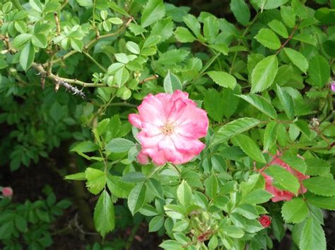 Premium Photo Rose Hip Flower Photo Pink Rose Hip Flowers On The Bush