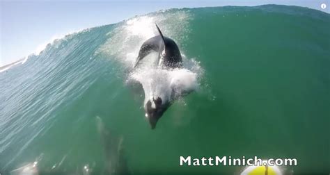 Near Collision Between A Dolphin And A Super In Hermosa Beach Mad