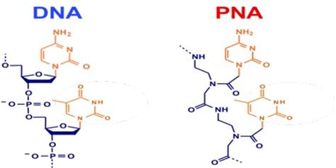 PNA: Peptide Nucleic Acid - Assignment Point