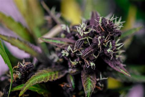 supHerb - CBD & CBDp Online Kaufen. Hochwertige & Spacige Blüten.