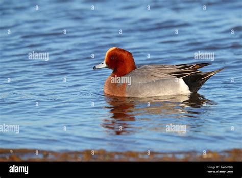 Widgeon duck hi-res stock photography and images - Alamy