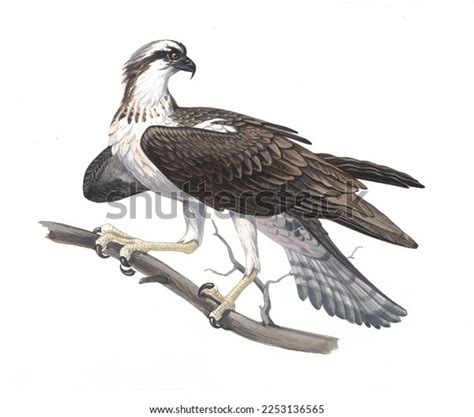 Realistic Color Scientific Illustration Osprey Sea Stock Illustration