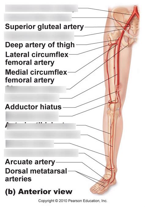 Blood Vessel Lab Practical Diagram Quizlet