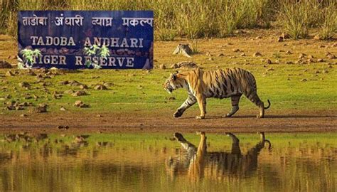 Tadoba National Park Pugdundee Safaris Blog