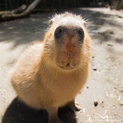 Create Meme Funny Capybaras Capybara Honey A Pet Capybara