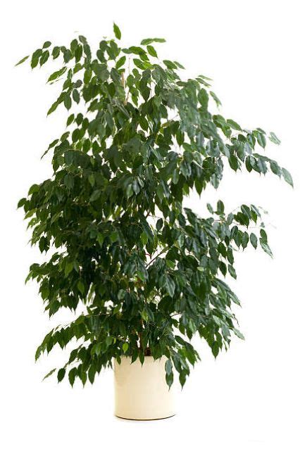 Ficus Plant Care and Growth - AAAKSC