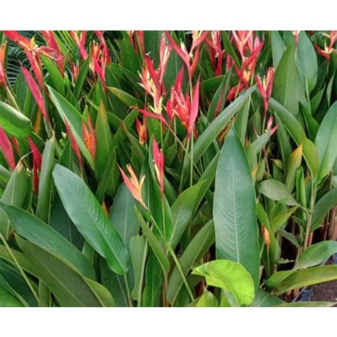 Jual Tanaman Hias Heliconia Pisang Pisangan Kembang Merah Kab Bogor