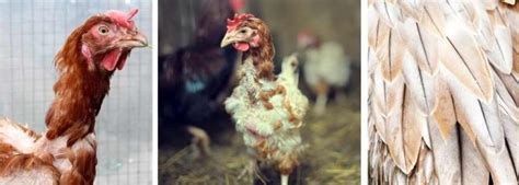 Why Do Chickens Eat Feathers 5 Important Reasons Solutions