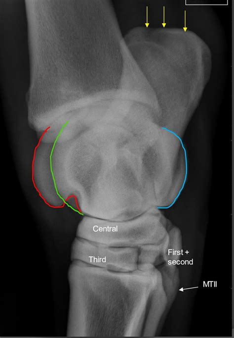Equine Tarsus Diagram Quizlet