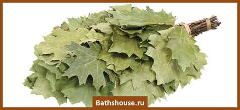 Веники для бани: виды, особенности, польза, применение