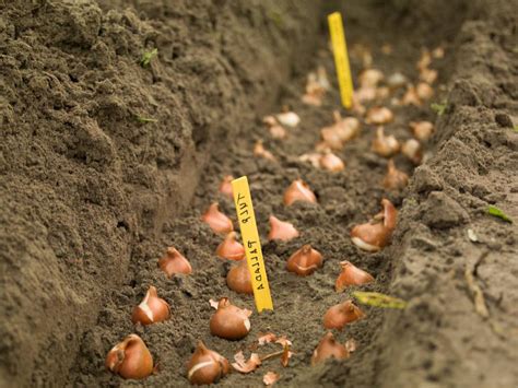 Plantation Des Tulipes Quand Et Comment Les Planter