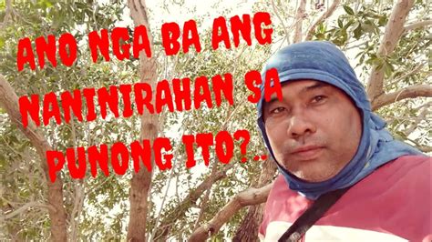 Mga Ibon Sa Punong Kahoybuhay Saudi Vlog 143 Youtube