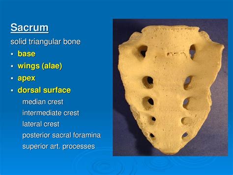 Skeleton Of The Spine And The Thorax Ppt Download