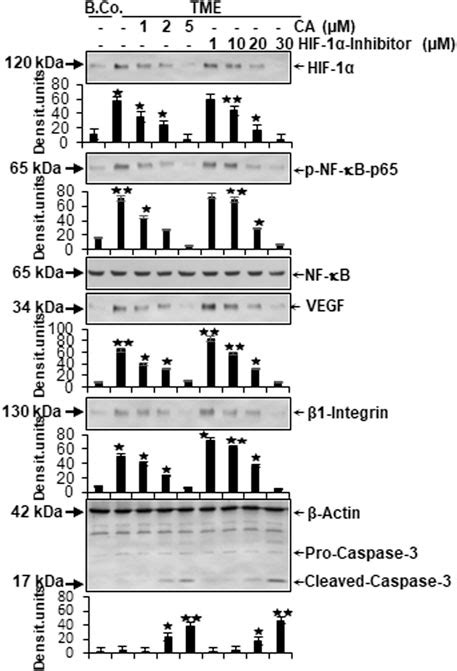 Frontiers Calebin A Targets The Hif 1α Nf κb Pathway To Suppress Colorectal Cancer Cell Migration