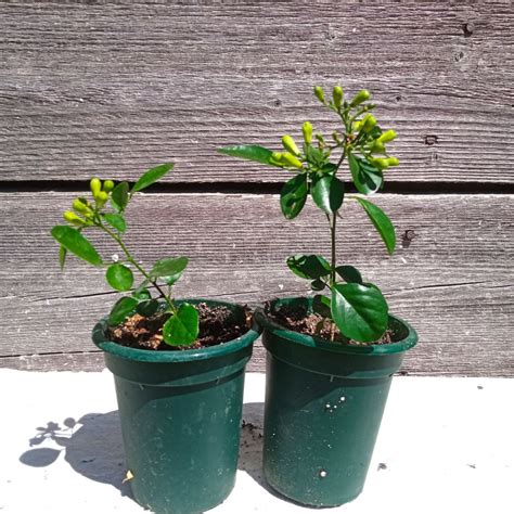 Цитрусовые на продажу. | Блог Мари@ны