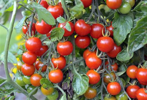 All About The Sweet Million Tomato Minneopa Orchards