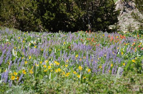 Carson Pass Wildflower Hike Charlie Russell Nature Photography