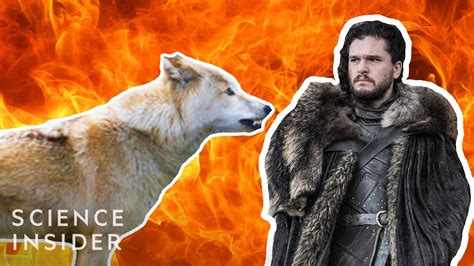 Game Of Thrones Science Are Dire Wolves Real Youtube