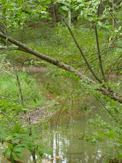 Eastern Kentucky's Hidden Gem: Hollyweed