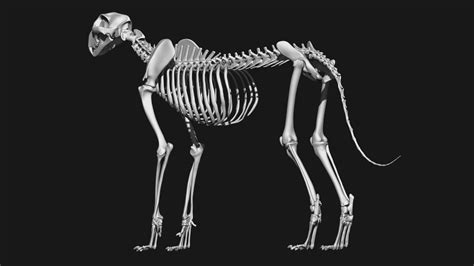 ArtStation - Cheetah Skeleton | Resources