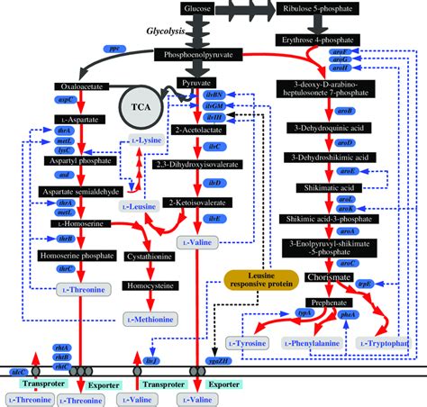 The Biosynthetic Pathway And Regulatory Circuits Involved For L Valine Download Scientific