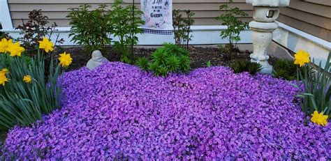 Creeping Phlox Lawn: A Low Maintenance Ground Cover