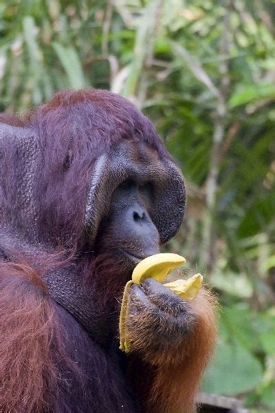 Orangutan Eating Fruit - Orangutan Facts and Information