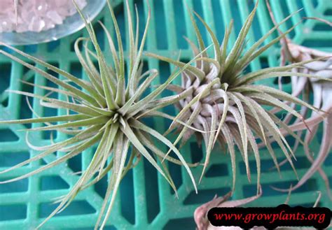 Tillandsia ionantha - How to grow & care