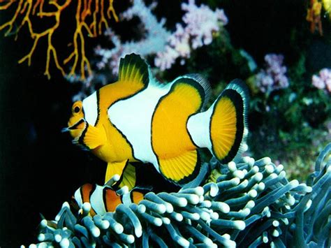 Wallpaper Buzz: Tropical Fish 3D Screensaver