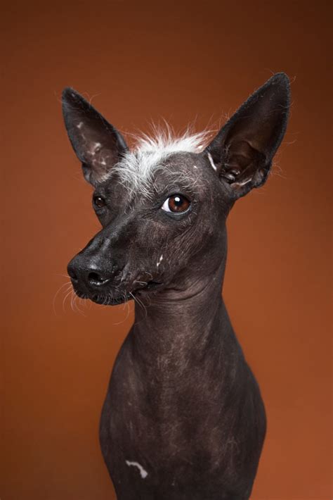 El Xoloitzcuintle El Perro Azteca