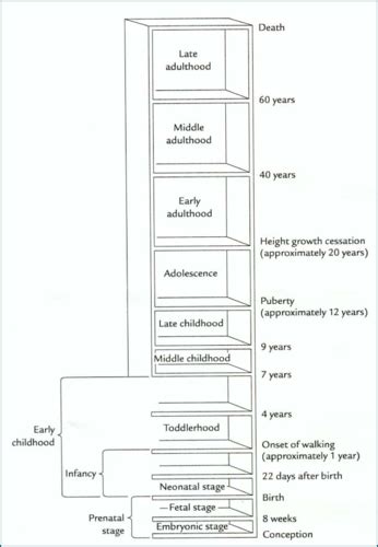 Developmental Psych Chapters Flashcards Quizlet