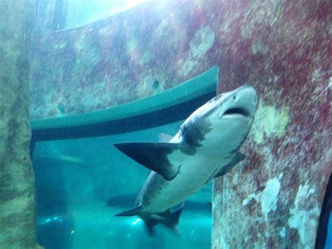 National Marin Aquarium Of Namibia Ce Quil Faut Savoir Pour Votre