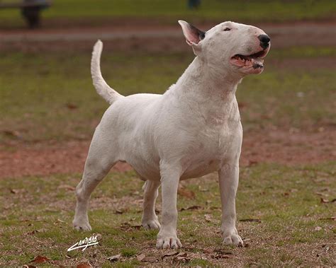 White Bull Terrier wallpaper (2) - My Doggy Rocks