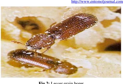 Figure 2 From Stored Grain Insect Pests And Their Management An Overview Semantic Scholar