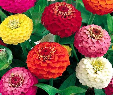 Zinnia Lilliput Mix Zinnia Elegans Seeds