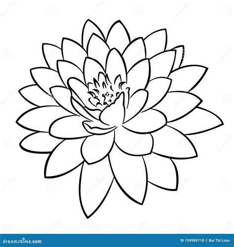 Water Lily Outline