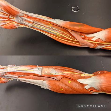 Forearm Pt Diagram Quizlet