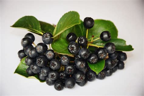 Free Images Nature Fruit Berry Foliage Food Produce Blackberry